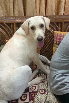 Playful puppy during a wellness visit